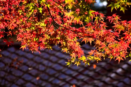 Maple leaf antique autumn photo