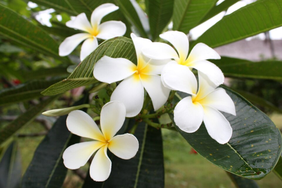 White flowers frangipani flowers white