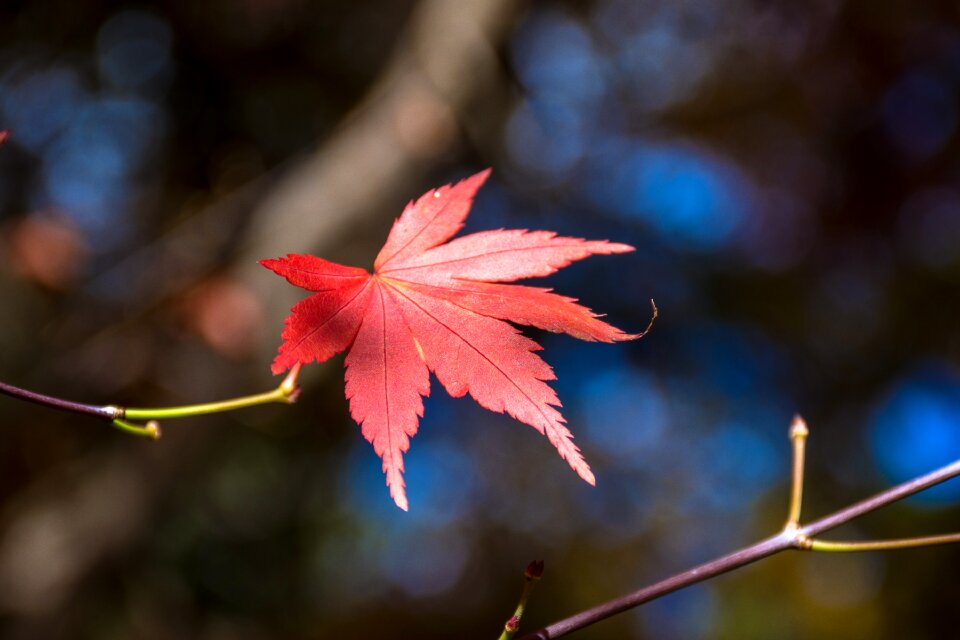 Maple leaf blue day autumn