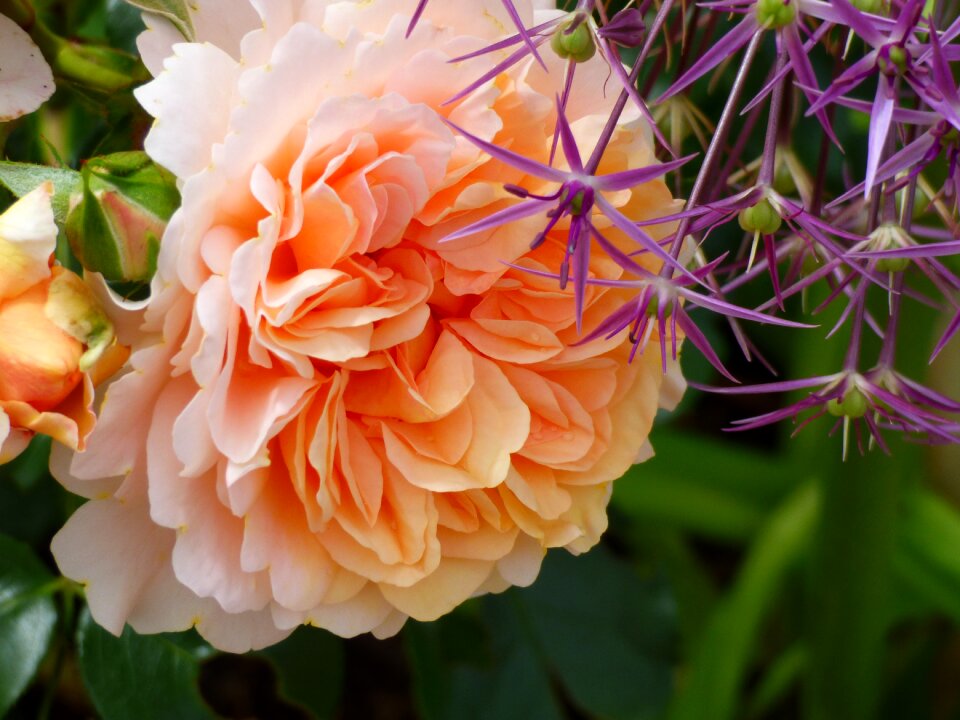 Blossom bloom double flower