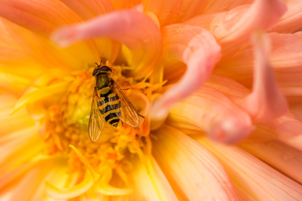 Pollen insect bloom