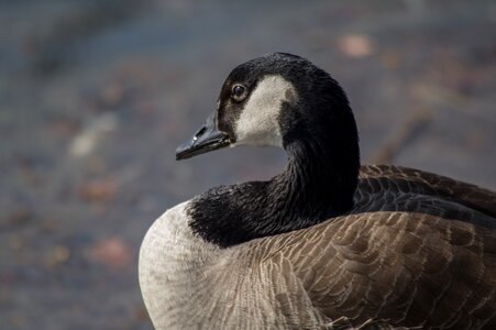 Nature waters animal