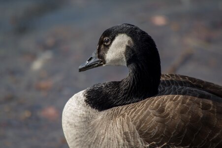 Nature waters animal photo