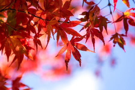 Maple leaf blue day autumn photo
