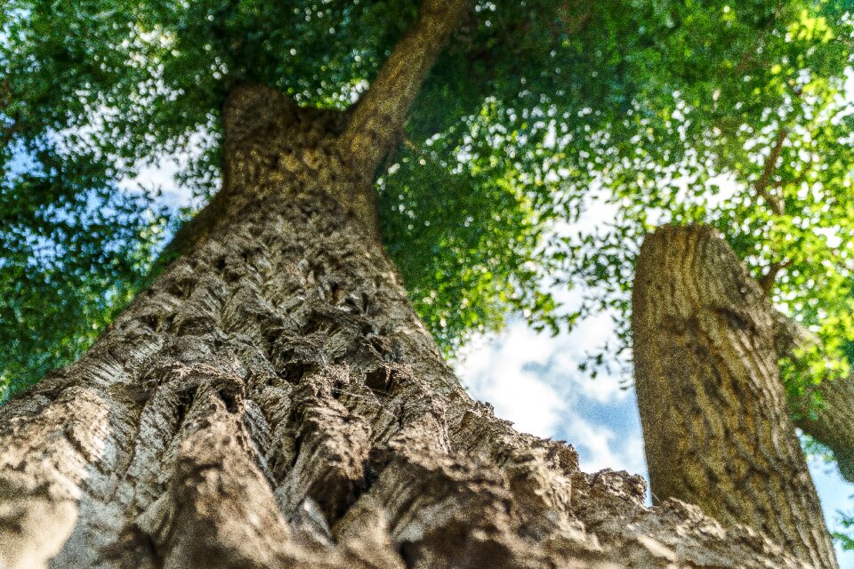 Tree nature old oak