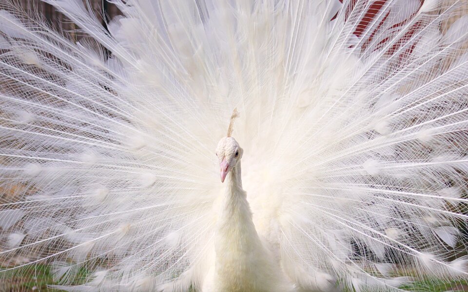 White portrait animals