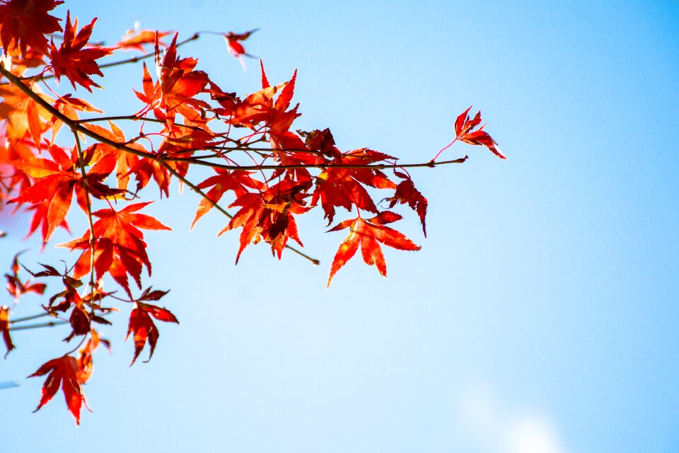 Maple leaf blue day autumn