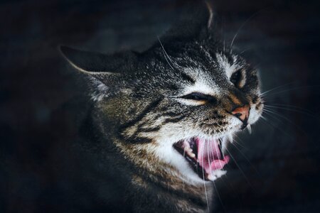 Tongue fang yawn
