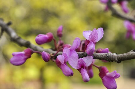 Lilac bud branch