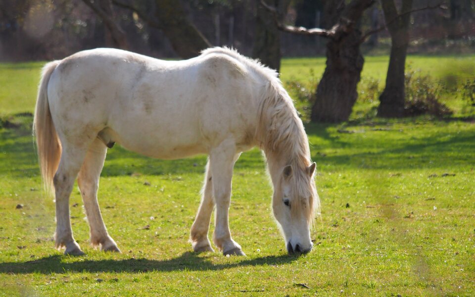 White prairie portrait
