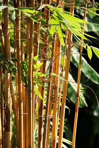 Bamboo green outdoor