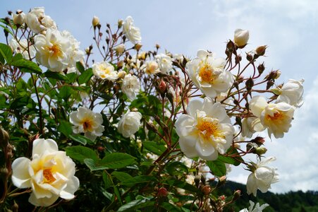 Rose bud garden roses roses photo