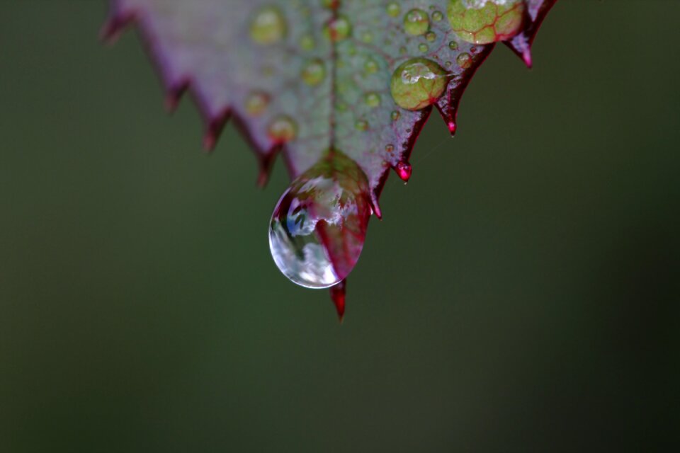 Dew close up rosenblatt