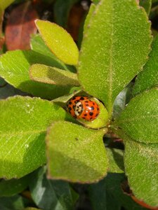 Insect closeup garden