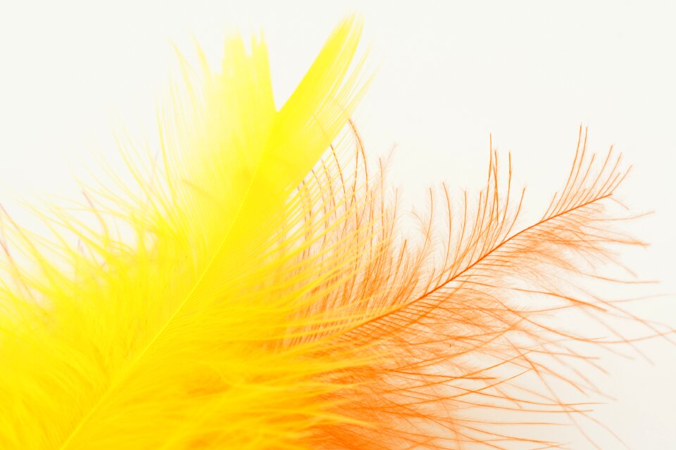 Slightly soft yellow
