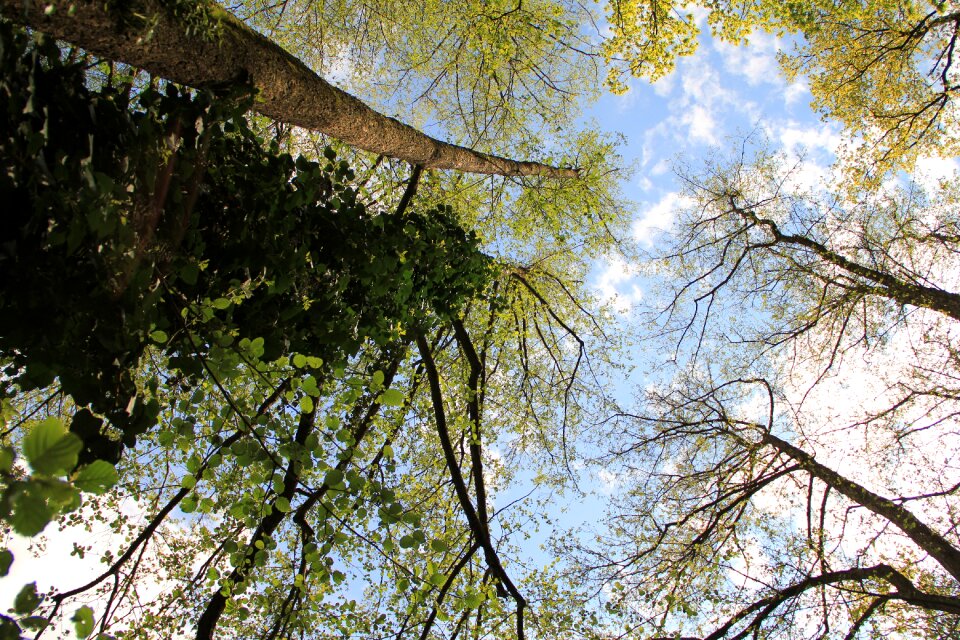 Summer summer sky plant