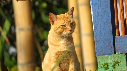 Domestic animal cat colombia photo