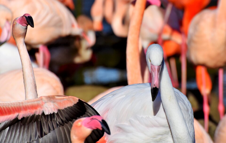 Pink bill plumage photo