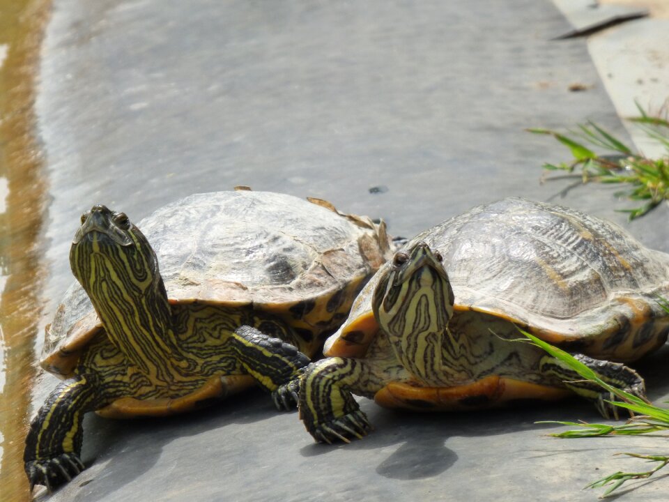 Turtles sun on the water