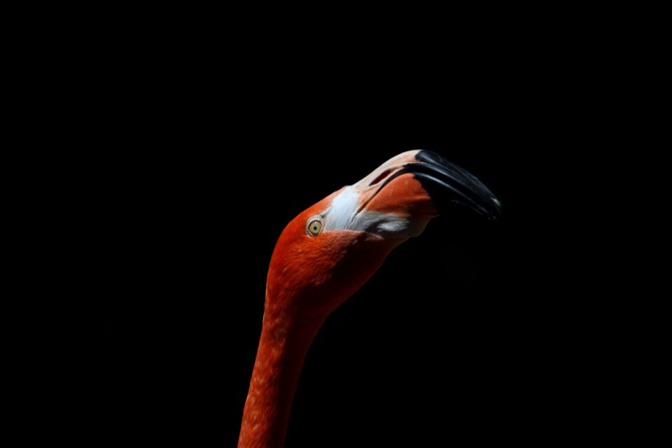 Bird pink flamingo plumage