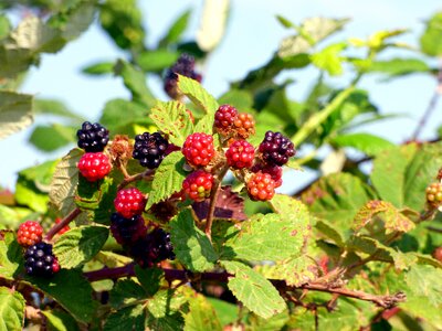 Nature red fruits berries photo