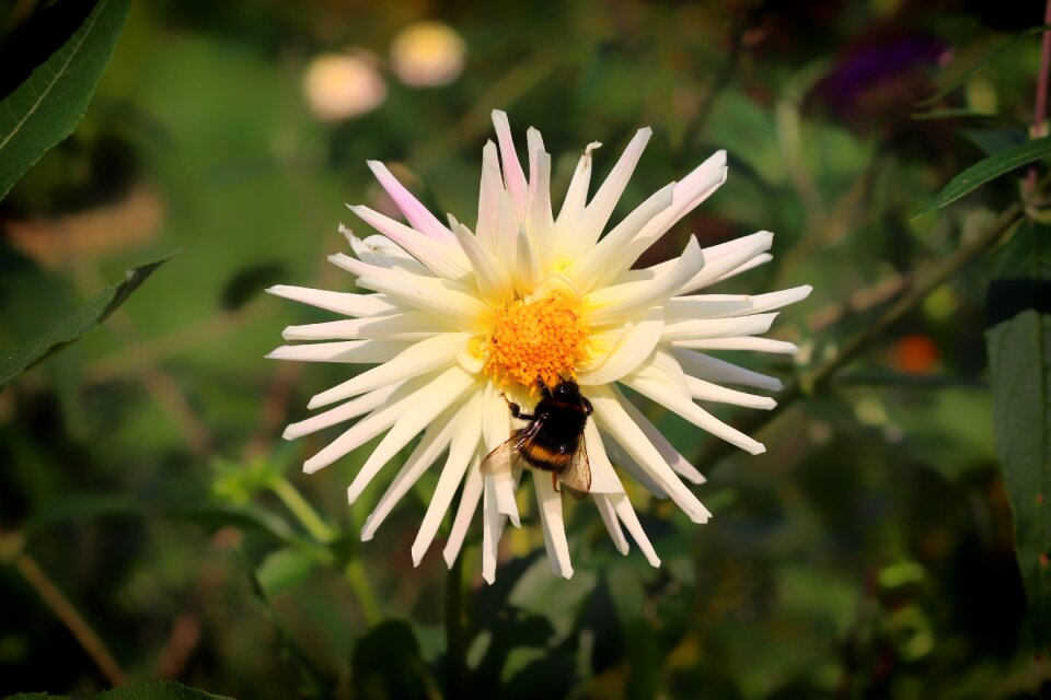 Pollination dalia nectar