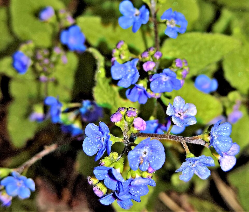 Raindrop small blue flowers spring flowers