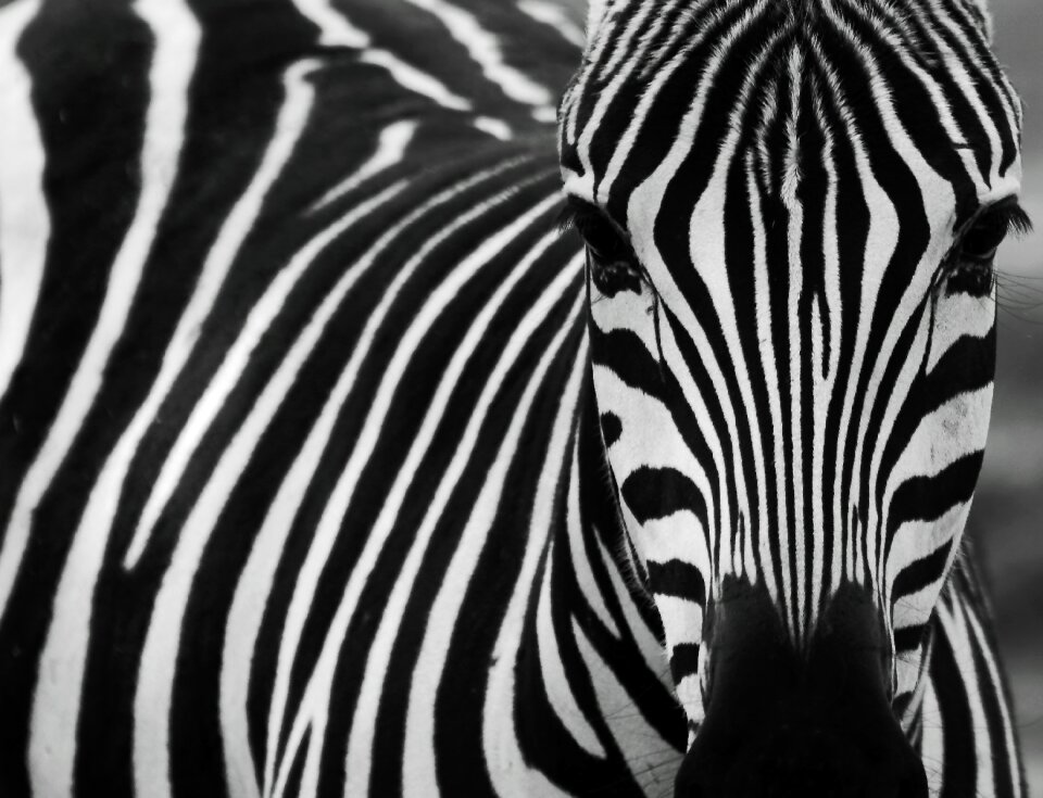 Zebra stripes striped animals