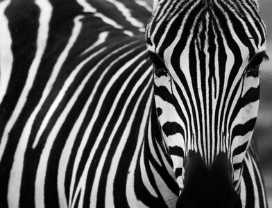 Zebra stripes striped animals photo