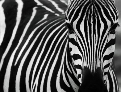 Zebra stripes striped animals