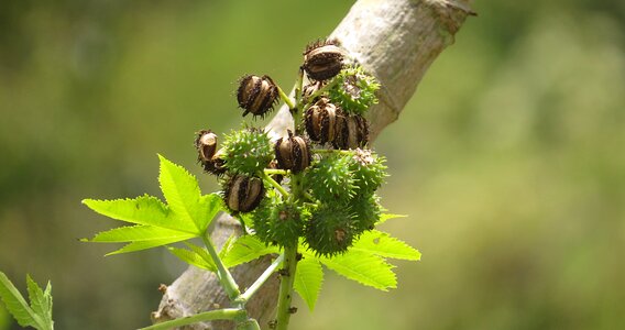 Fig tree fruit colombia