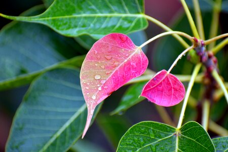 Nascent drizzle bodhi leaf