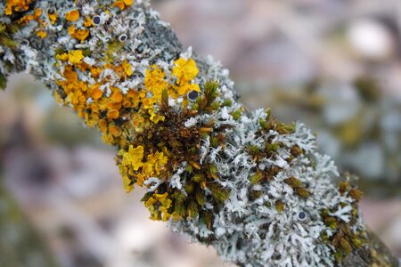 Outdoors season branch