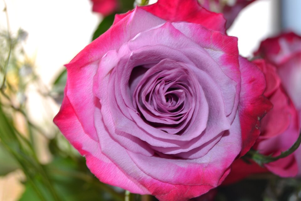 Rose mauve pink rose