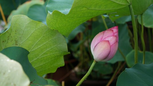 Green lotus Free photos
