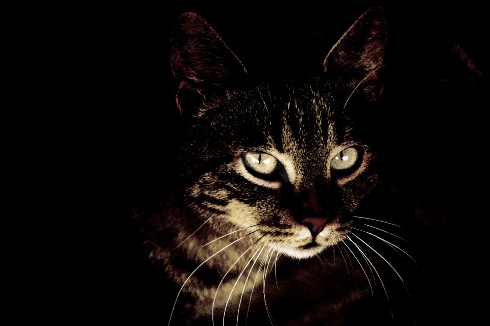 Dark tigers portrait