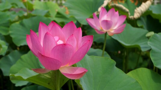 Lotus lotus leaf Free photos