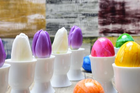 Colorful tulips flowers