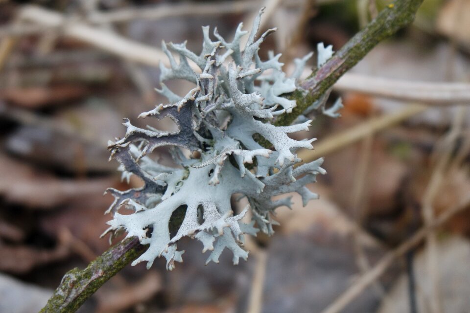 Winter leaf outdoors