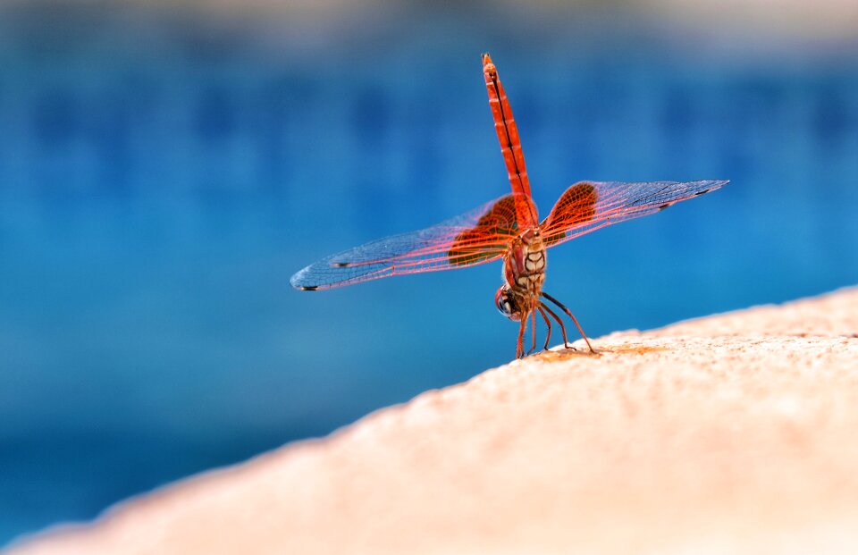 Water insect animal
