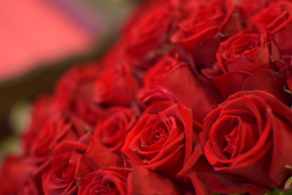 Foppery rose flowers
