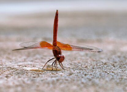 Water insect animal