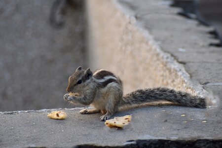 Three-striped palm squirrel outdoor rodent