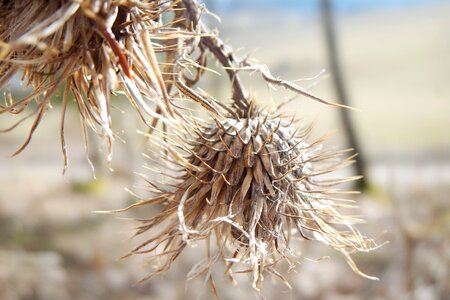 Closeup season seed