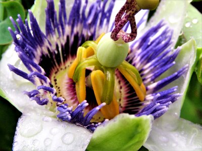Unwinding passion bloom blue and white