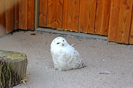 Owl white yellow eyes