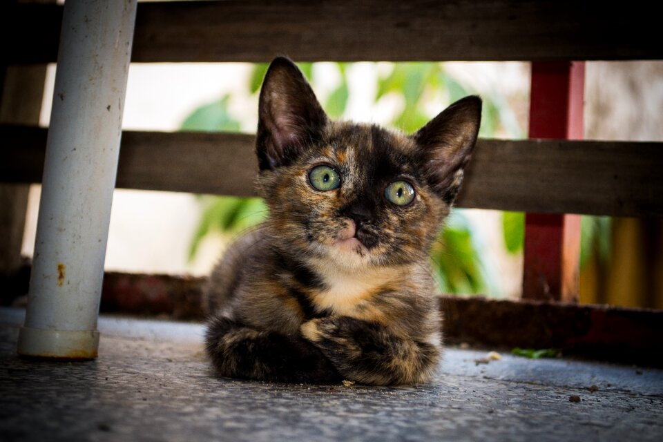 Kitten cute domestic