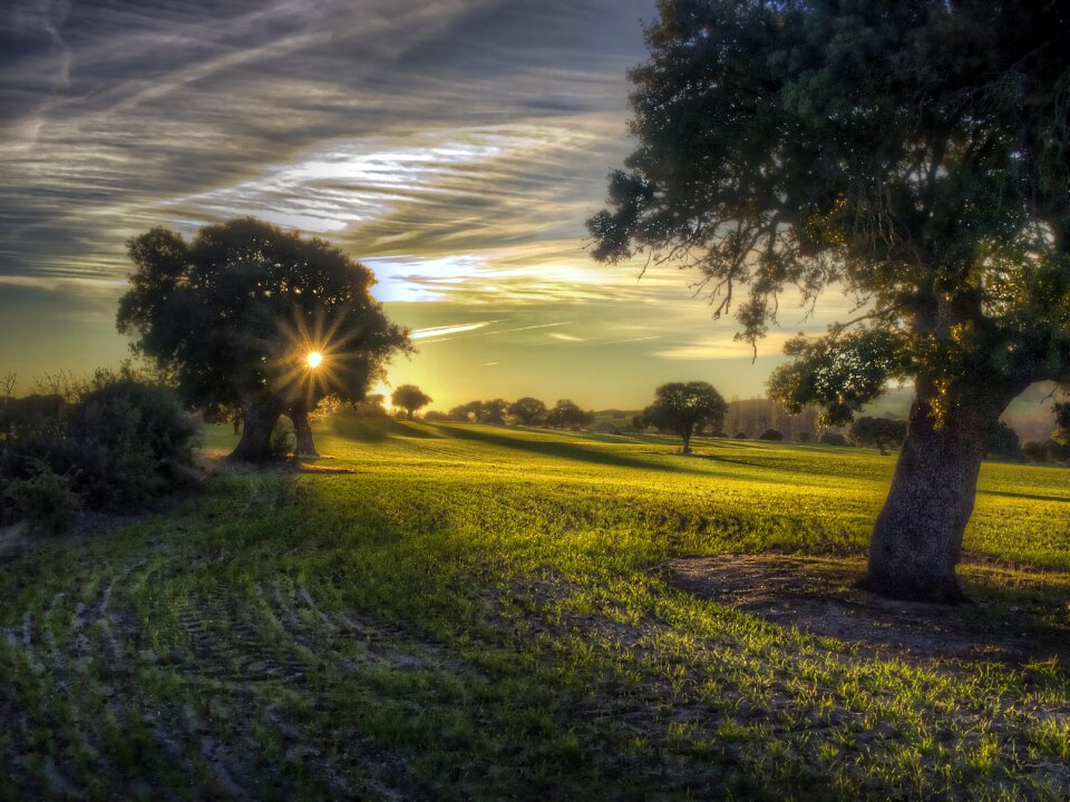 Nature lawn sun