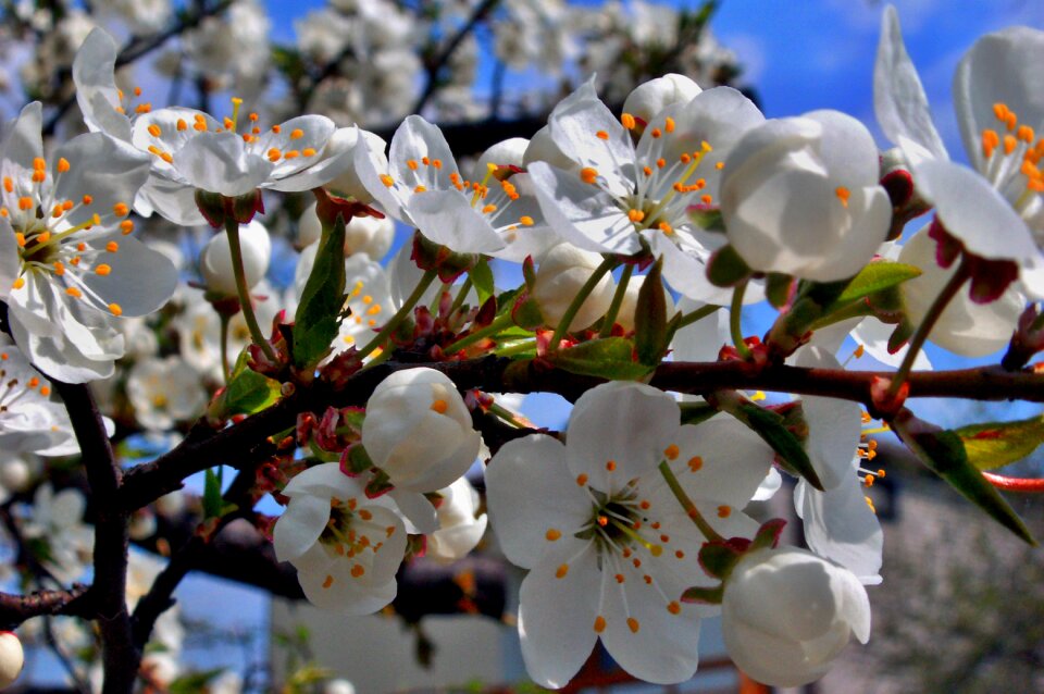 Branch nature blooming