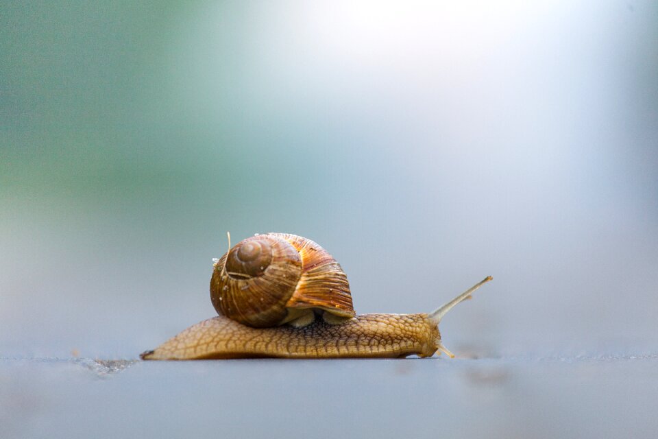 Slow gastropod animal